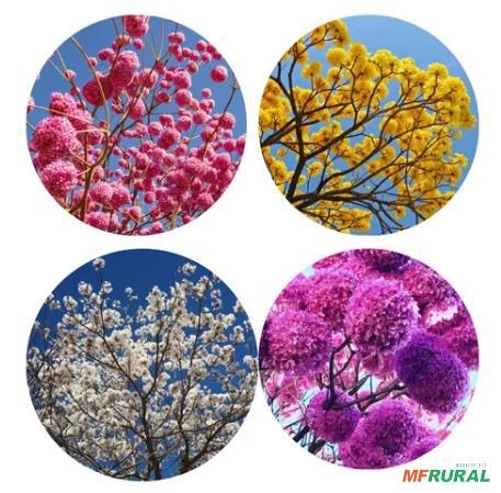 Mudas de Ypê Imagem Mudas de Ypê