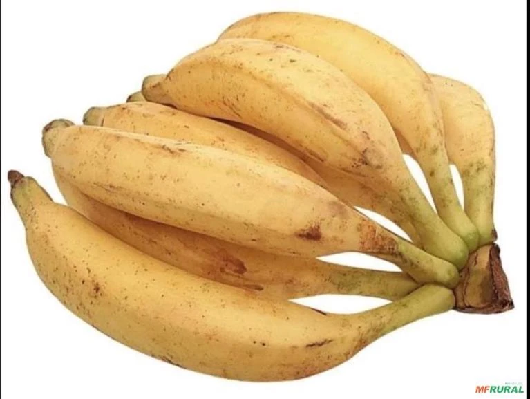 Banana da terra