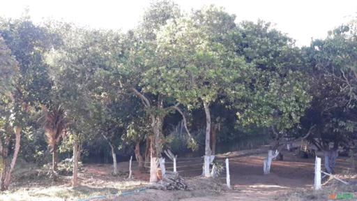 FAZENDA NA CHAPADA DIAMANTINA - BAHIA