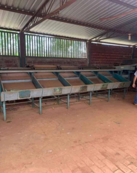 Imagem Maquina de beneficiamento e classificação de citros Imagem Maquina de beneficiamento e classificação de citros