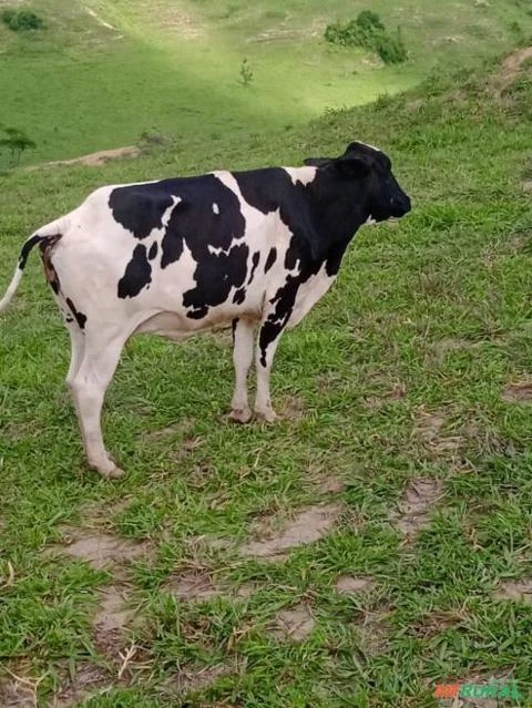 Vacas girolando