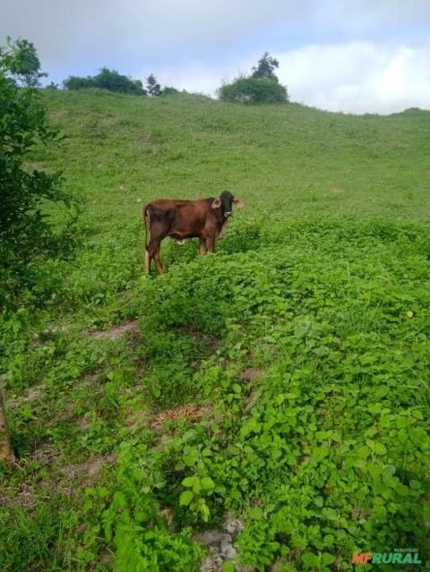 Vacas girolando