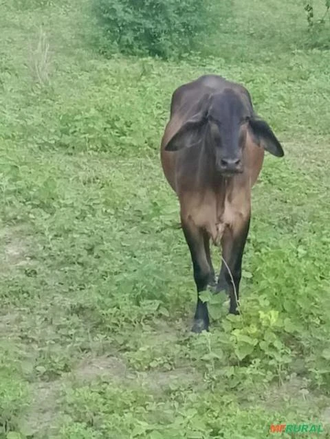 Vacas girolando