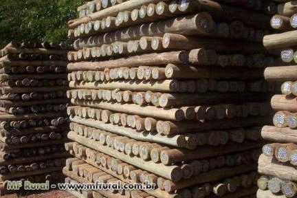 Imagem Eucaliptos Tratados Imagem Eucaliptos Tratados