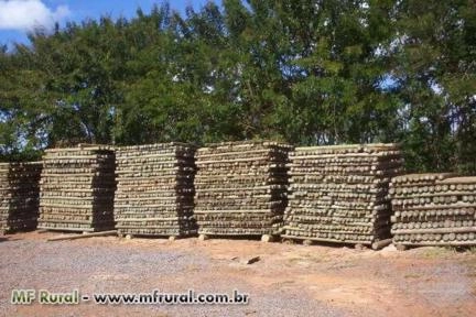 Imagem Eucaliptos Tratados Imagem Eucaliptos Tratados