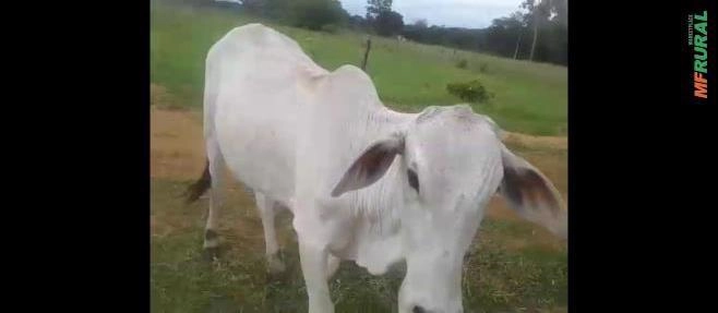 Novilhas nelores Imagem Novilhas nelores