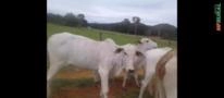 Novilhas nelores Imagem Novilhas nelores