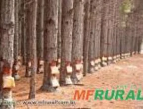 Floresta de Pinus 8 Milhões de toneladas - Floresta de Duni e Urogrands3 Milhões de toneladas cada