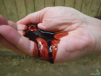 Procuro quem forneça seiva pura Sangue de Dragão especie Croton lechleri Imagem Procuro quem forneça seiva pura Sangue de Dragão especie Croton lechleri