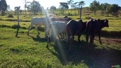 Garrotes Imagem Garrotes