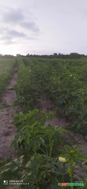 Quiabo Imagem Quiabo