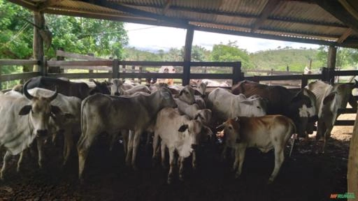Gado de corte, bezerros e vacas nelore Imagem Gado de corte, bezerros e vacas nelore