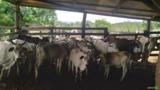 Gado de corte, bezerros e vacas nelore Imagem Gado de corte, bezerros e vacas nelore