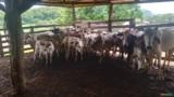 Gado de corte, bezerros e vacas nelore Imagem Gado de corte, bezerros e vacas nelore