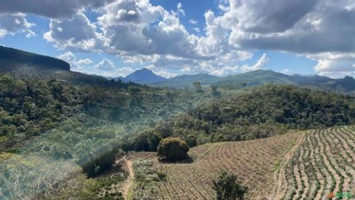 Venda de toras de teca Imagem Venda de toras de teca