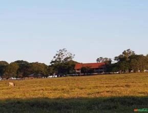 Fazenda de 911 Alqueires na Divisa do Paraná