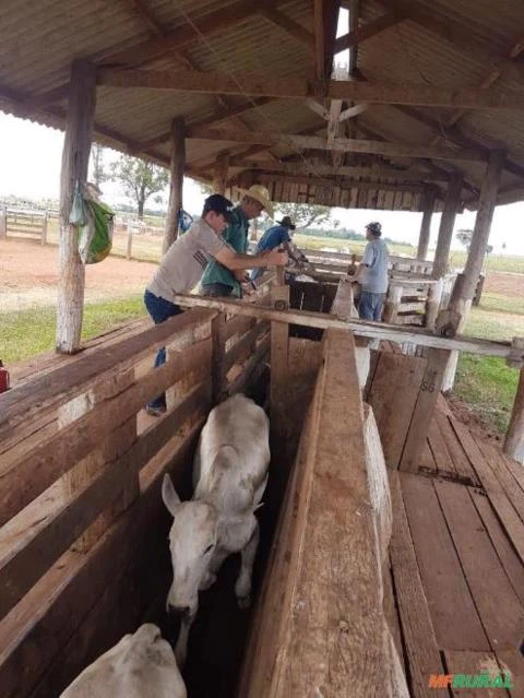 Fazenda de 911 Alqueires na Divisa do Paraná