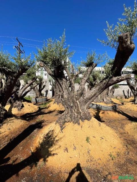 Imagem Oliveiras Ornamentais Centenárias Imagem Oliveiras Ornamentais Centenárias