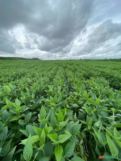 FAZENDA EM FELIZ NATAL – MT COM 2.520 HECTARES