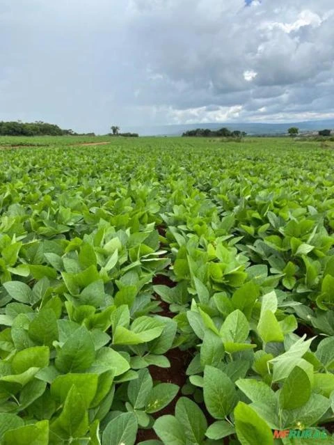 FAZENDA EM FELIZ NATAL – MT COM 2.520 HECTARES