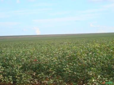 FAZENDA EM PARANATINGA MT COM 62.000 HECTARES