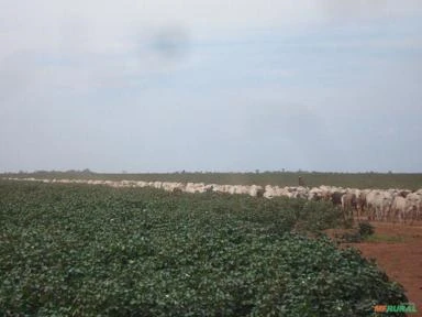 FAZENDA EM PARANATINGA MT COM 62.000 HECTARES