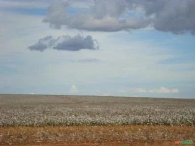 FAZENDA EM PARANATINGA MT COM 62.000 HECTARES