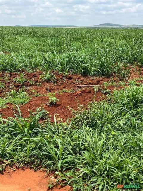 FAZENDA EM PARANATINGA MT COM 20.650 HECTARES