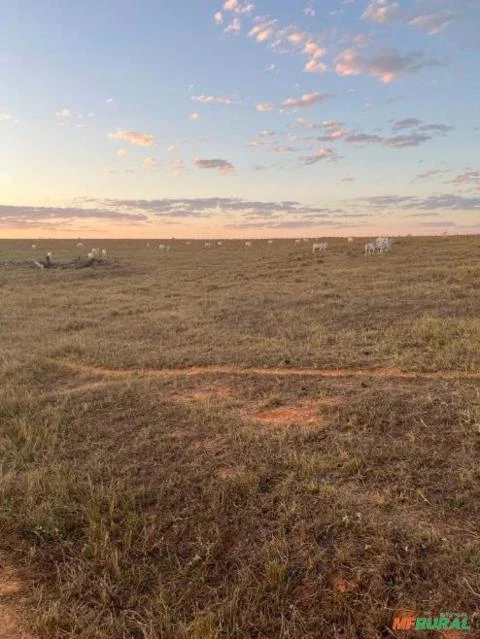 FAZENDA EM JUARA – MT COM 17.563 HECTARES