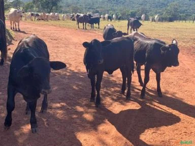 FAZENDA NA REGIÃO DE BARRA DO GARÇAS MT COM 5.000 HECTARES