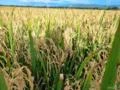 FAZENDA NA REGIÃO DE NOBRES MT COM 7500 HECTARES