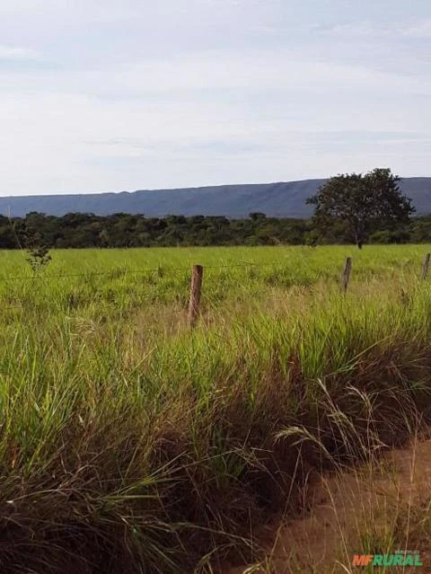 FAZENDA NA REGIÃO DE NOBRES MT COM 7500 HECTARES