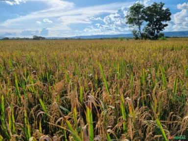 FAZENDA NA REGIÃO DE NOBRES MT COM 7500 HECTARES