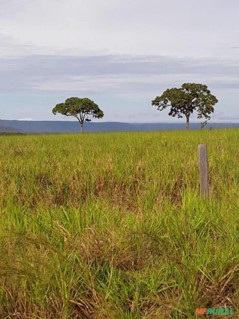 FAZENDA NA REGIÃO DE NOBRES MT COM 7500 HECTARES