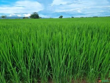 FAZENDA NA REGIÃO DE NOBRES MT COM 7500 HECTARES