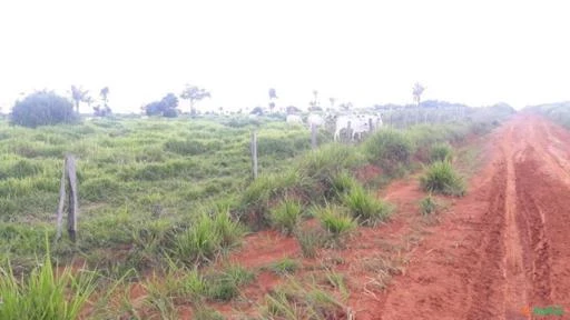 FAZENDA NA REGIÃO DE ALTA FLORESTA MT COM 8.000 HECTARES