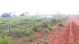 FAZENDA NA REGIÃO DE ALTA FLORESTA MT COM 8.000 HECTARES