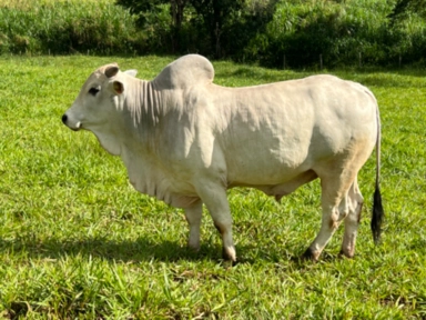 Imagem Touro Nelore PO Imagem Touro Nelore PO