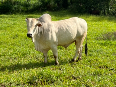 Imagem Touro Nelore PO Imagem Touro Nelore PO