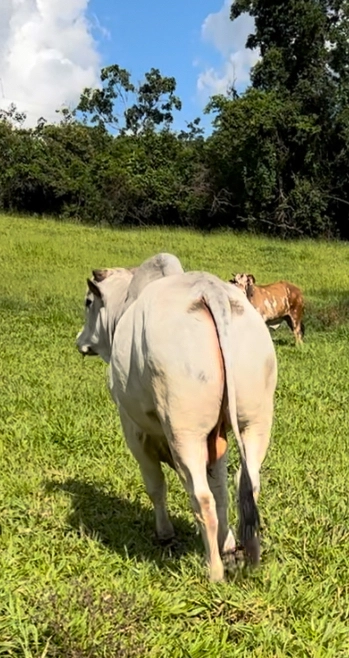 Imagem Touro Nelore PO Imagem Touro Nelore PO