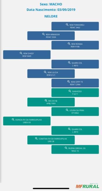 Imagem Touro Nelore PO Imagem Touro Nelore PO