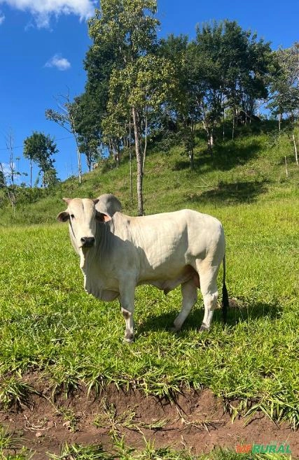 Touro Nelore PO Imagem Touro Nelore PO