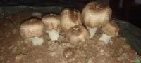 COGUMELO AGARICUS BLAZEI (desidratado)