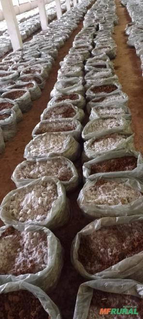 COMPOSTO PARA PRODUÇÃO DE COGUMELOS (PLEOROTUS E AGARICUS) Imagem COMPOSTO PARA PRODUÇÃO DE COGUMELOS (PLEOROTUS E AGARICUS)