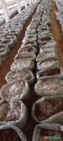 COMPOSTO PARA PRODUÇÃO DE COGUMELOS (PLEOROTUS E AGARICUS) Imagem COMPOSTO PARA PRODUÇÃO DE COGUMELOS (PLEOROTUS E AGARICUS)