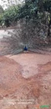 Casal pavão azul adulto em fase de reprodução