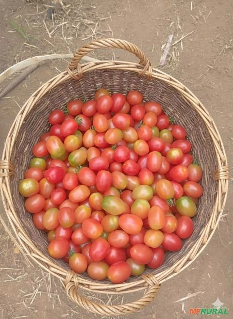 Vendo Tomate cereja grape Imagem Vendo Tomate cereja grape