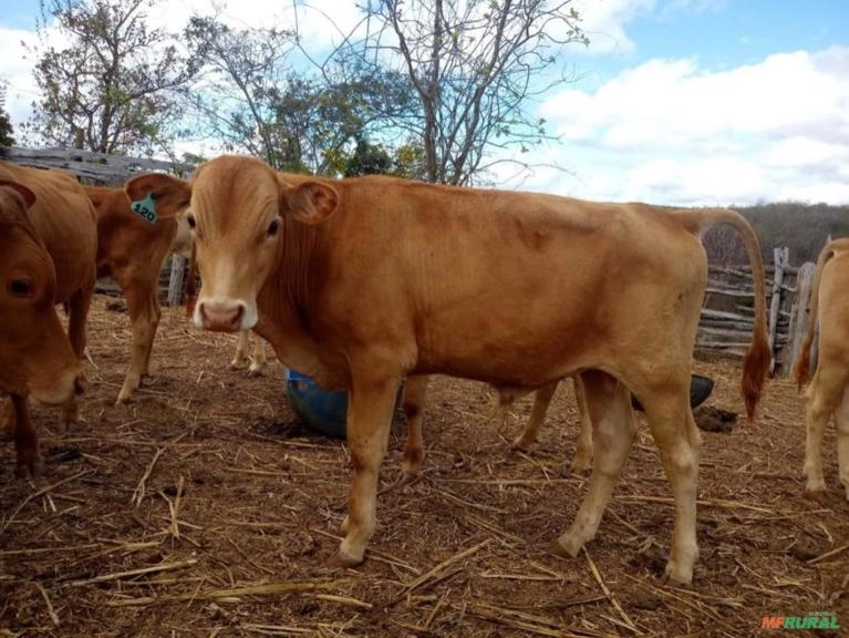 Tourinho Caracu Imagem Tourinho Caracu