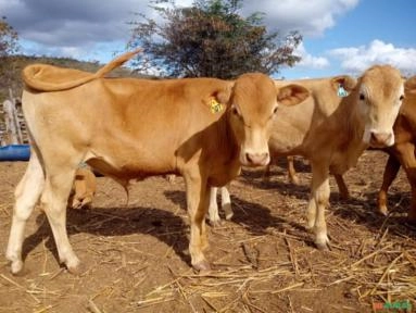 Imagem Tourinho Caracu Imagem Tourinho Caracu