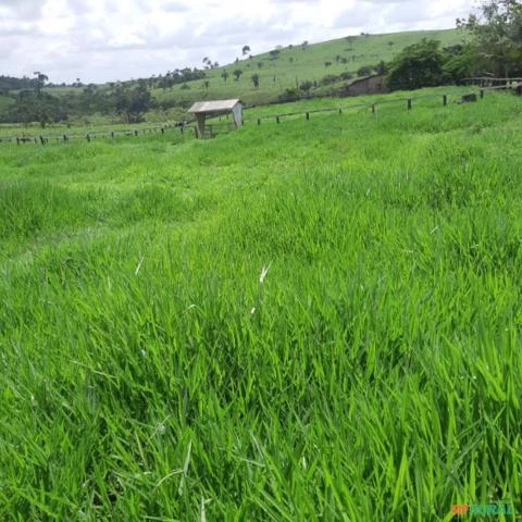 Fazenda para Pecuária em Marabá Pará, 80km do aeroporto